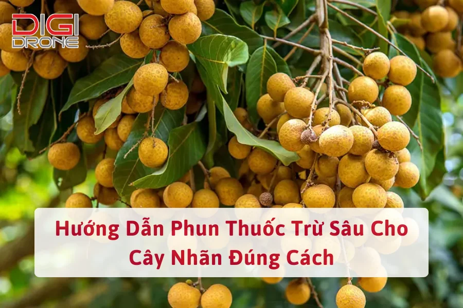 Hướng Dẫn Phun Thuốc Trừ Sâu Cho Cây Nhãn Đúng Cách