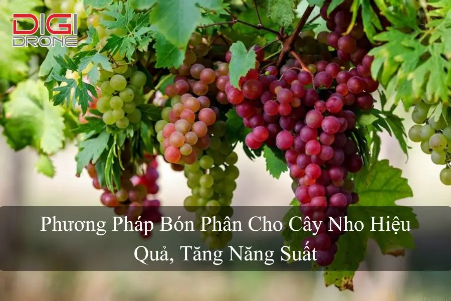 Phương Pháp Bón Phân Cho Cây Nho Hiệu Quả, Tăng Năng Suất