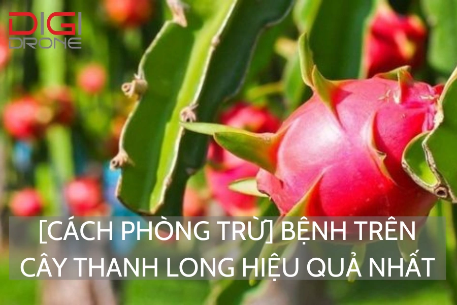 [Cách Phòng Trừ] Bệnh Trên Cây Thanh Long Hiệu Quả Nhất