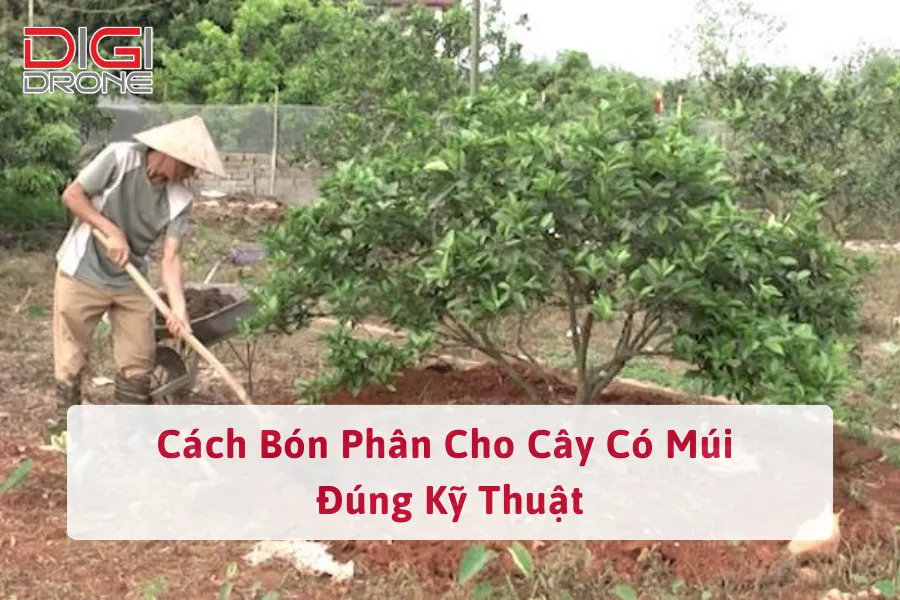 Cách Bón Phân Cho Cây Có Múi Đúng Kỹ Thuật