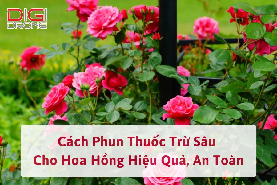 Cách Phun Thuốc Trừ Sâu Cho Hoa Hồng Hiệu Quả, An Toàn