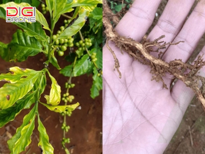 7 cách điều trị vàng lá thối rễ hiệu quả