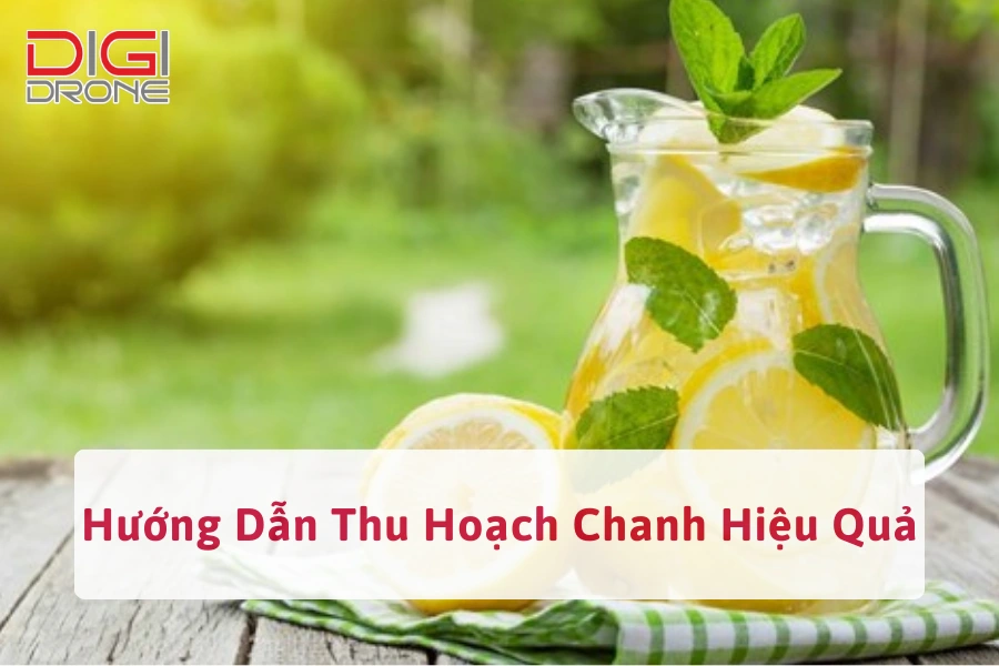 Hướng Dẫn Cách Thu Hoạch Chanh Hiệu Quả