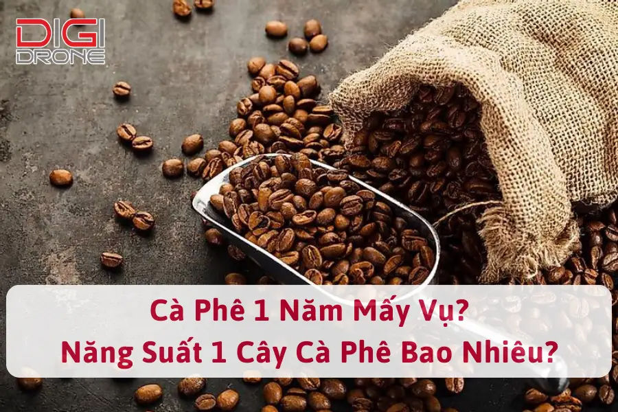 Cà Phê 1 Năm Mấy Vụ? Năng Suất 1 Cây Cà Phê Bao Nhiêu?