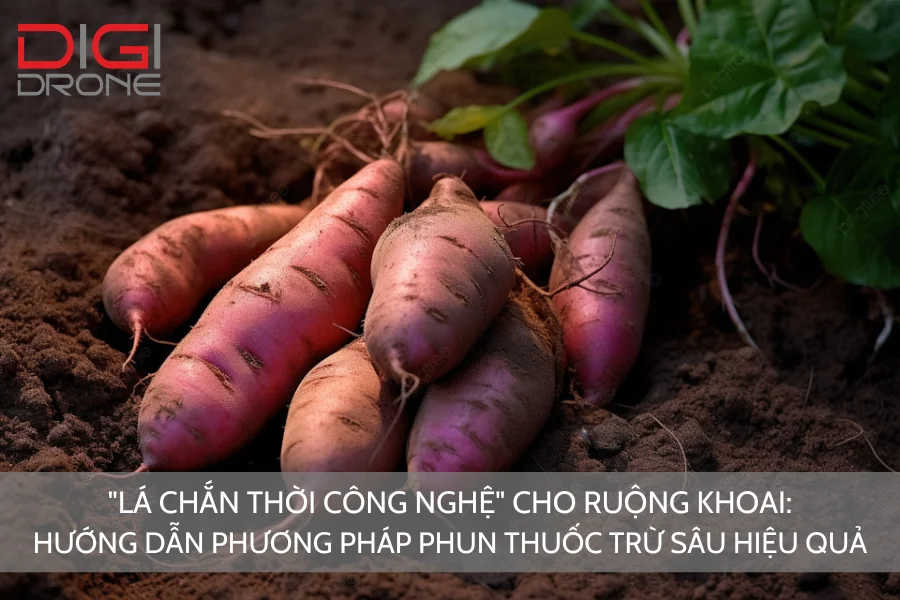  "Lá Chắn Thời Công Nghệ" Cho Ruộng Khoai: Hướng Dẫn Phương Pháp Phun Thuốc Trừ Sâu Hiệu Quả