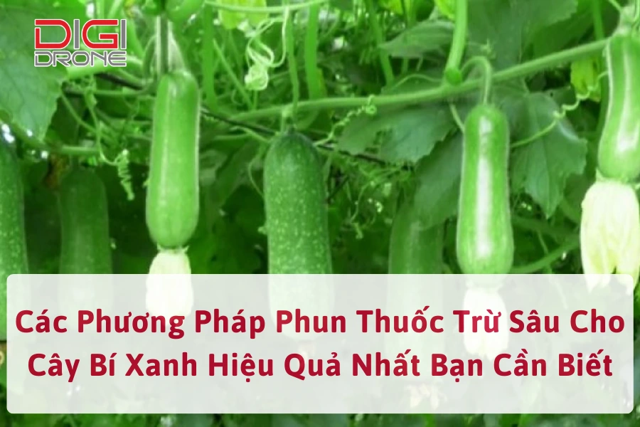 Các Phương Pháp Phun Thuốc Trừ Sâu Cho Cây Bí Xanh Hiệu Quả Nhất Bạn Cần Biết