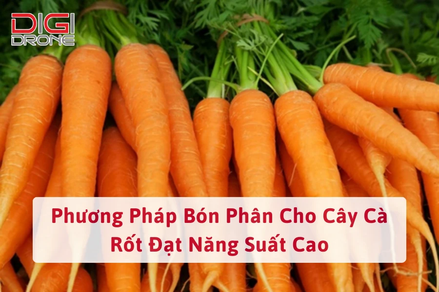 Phương Pháp Bón Phân Cho Cây Cà Rốt Đạt Năng Suất Cao