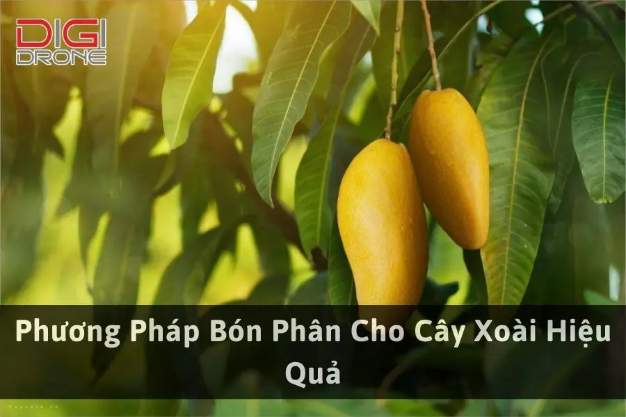 Phương Pháp Bón Phân Cho Cây Xoài Hiệu Quả