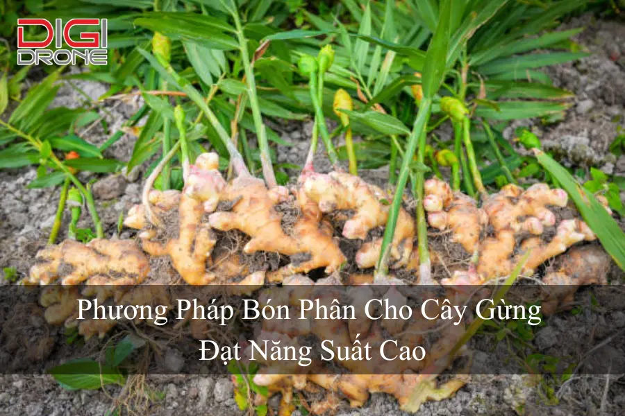 Phương Pháp Bón Phân Cho Cây Gừng Đạt Năng Suất Cao