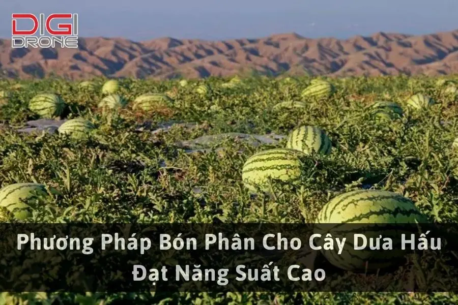 Phương Pháp Bón Phân Cho Cây Dưa Hấu Đạt Năng Suất Cao