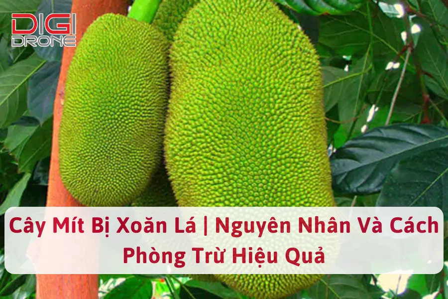 Cây Mít Bị Xoăn Lá | Nguyên Nhân Và Cách Phòng Trừ Hiệu Quả