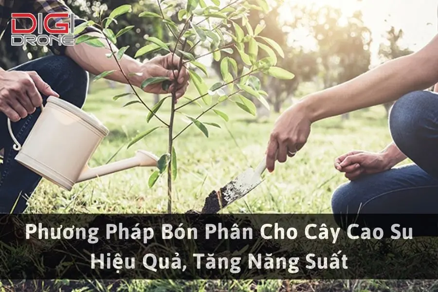 Phương Pháp Bón Phân Cho Cây Cao Su Hiệu Quả, Tăng Năng Suất