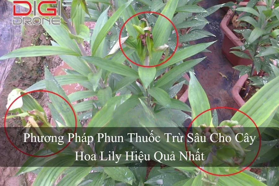 Phương Pháp Phun Thuốc Trừ Sâu Cho Cây Hoa Lily Hiệu Quả Nhất