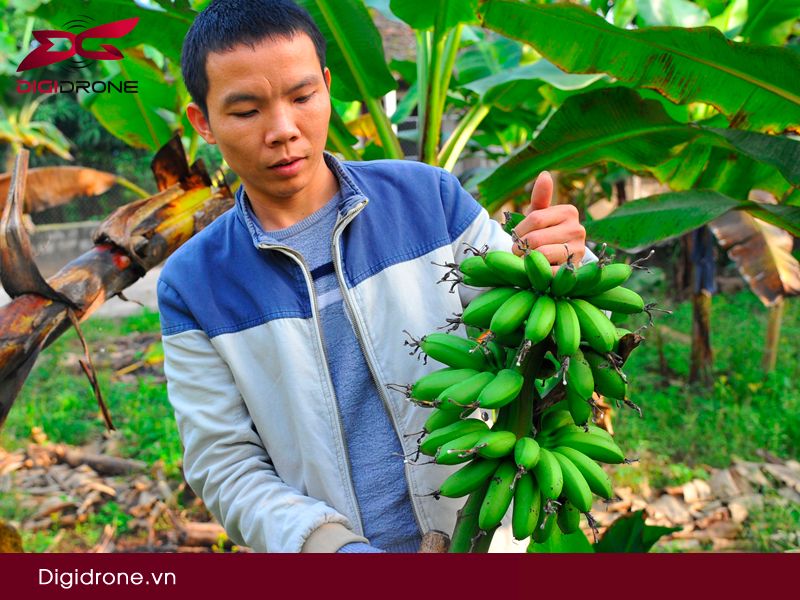 Chuối ngự Đại Hoàng: kỹ thuật trồng & chăm sóc