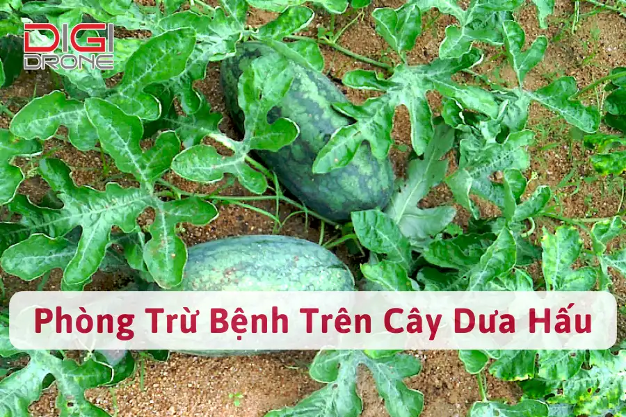 Cách Phòng Trừ Các Bệnh Trên Cây Dưa Hấu Hiệu Quả Nhất