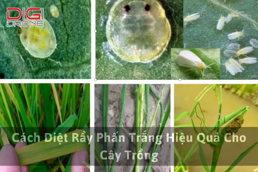 Cách Diệt Rầy Phấn Trắng Hiệu Quả Cho Cây Trồng
