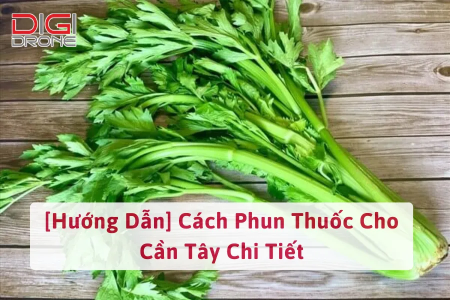 [Hướng Dẫn] Cách Phun Thuốc Cho Cần Tây Chi Tiết