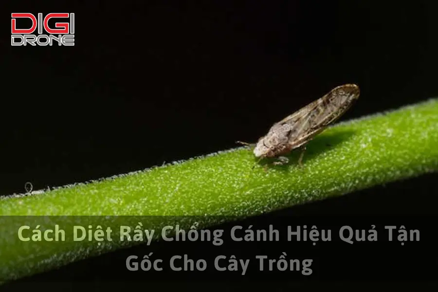 Cách Diệt Rầy Chổng Cánh Hiệu Quả Tận Gốc Cho Cây Trồng