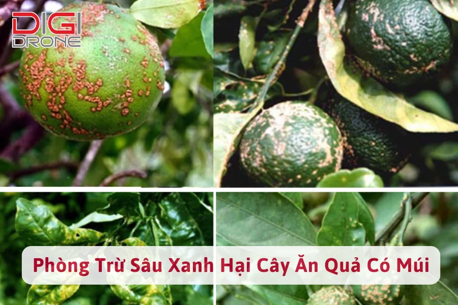 Sâu Xanh Hại Cây Ăn Quả Có Múi | Dấu Hiệu Và Cách Phòng Trừ