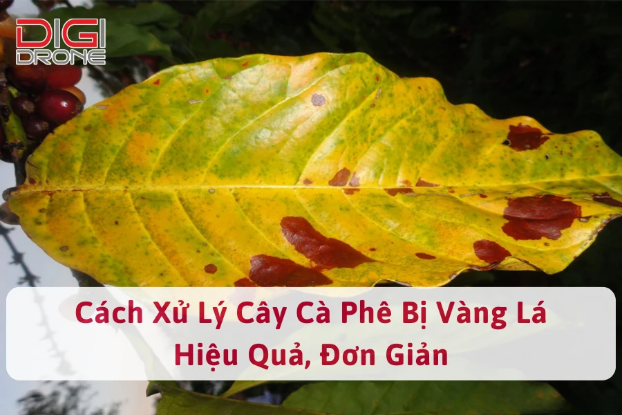 Cách Xử Lý Cây Cà Phê Bị Vàng Lá Hiệu Quả, Đơn Giản