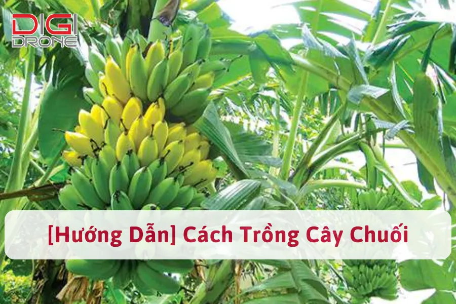 [Hướng Dẫn] Cách Trồng Và Chăm Sóc Chuối Ăn Quả Năng Suất Cao