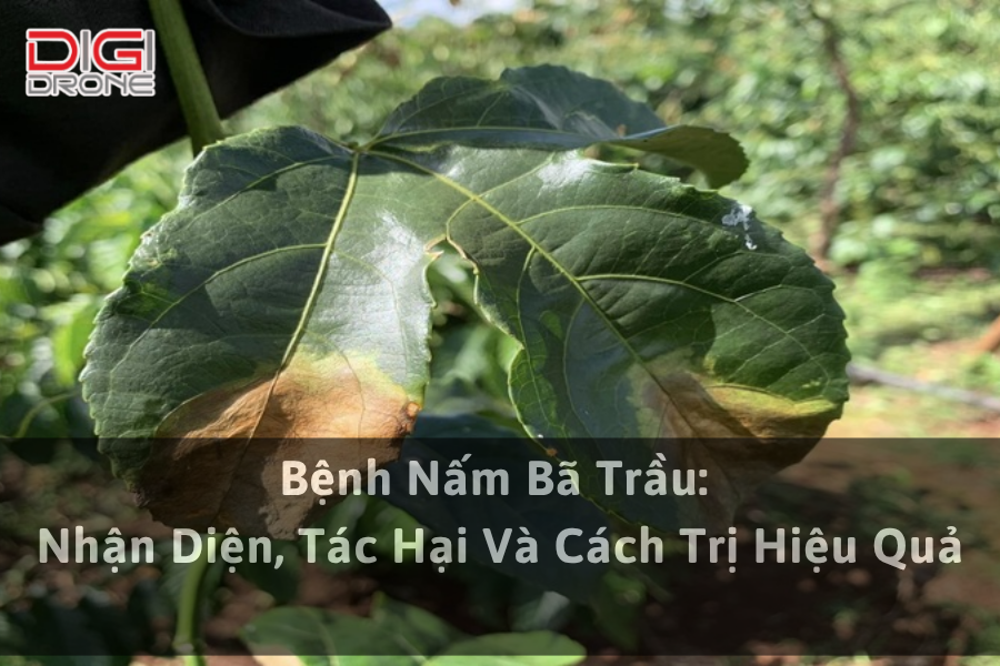 Bệnh Nấm Bã Trầu: Nhận Diện, Tác Hại Và Cách Trị Hiệu Quả
