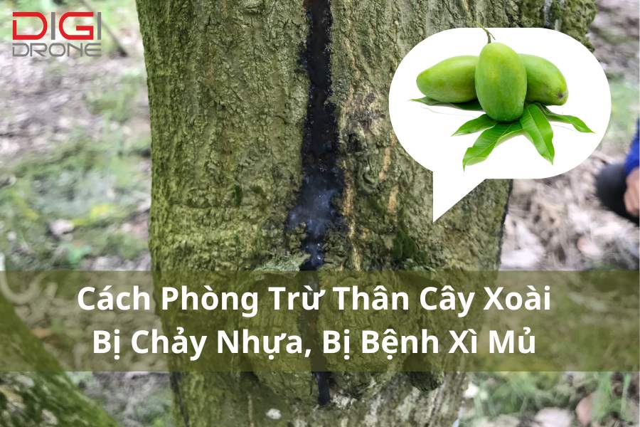 Các phương pháp canh tác để ngăn ngừa bệnh chảy nhựa