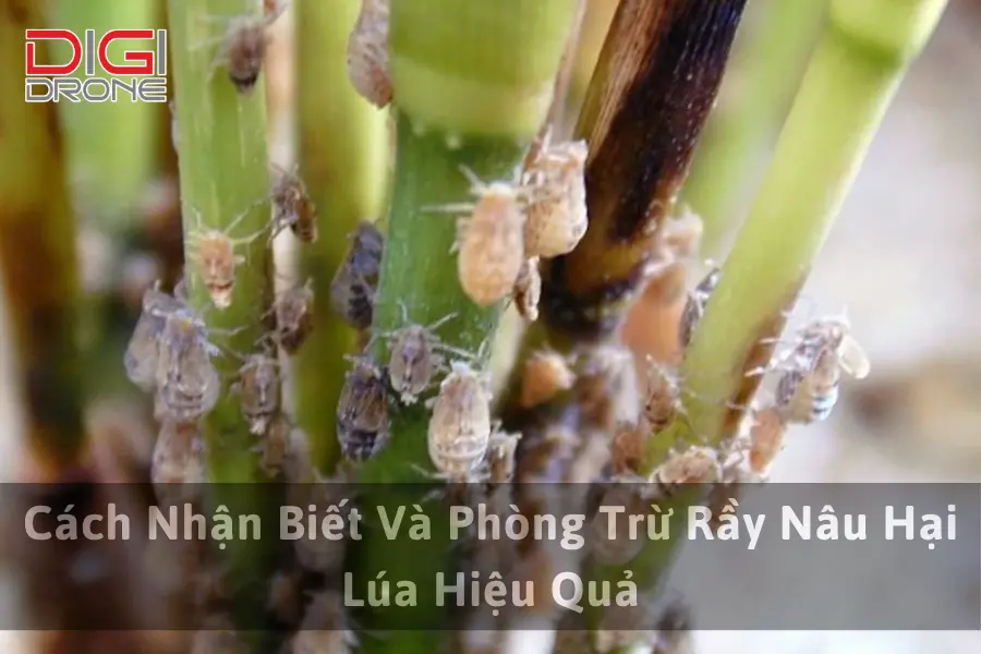 Cách Nhận Biết Và Phòng Trừ Rầy Nâu Hại Lúa Hiệu Quả