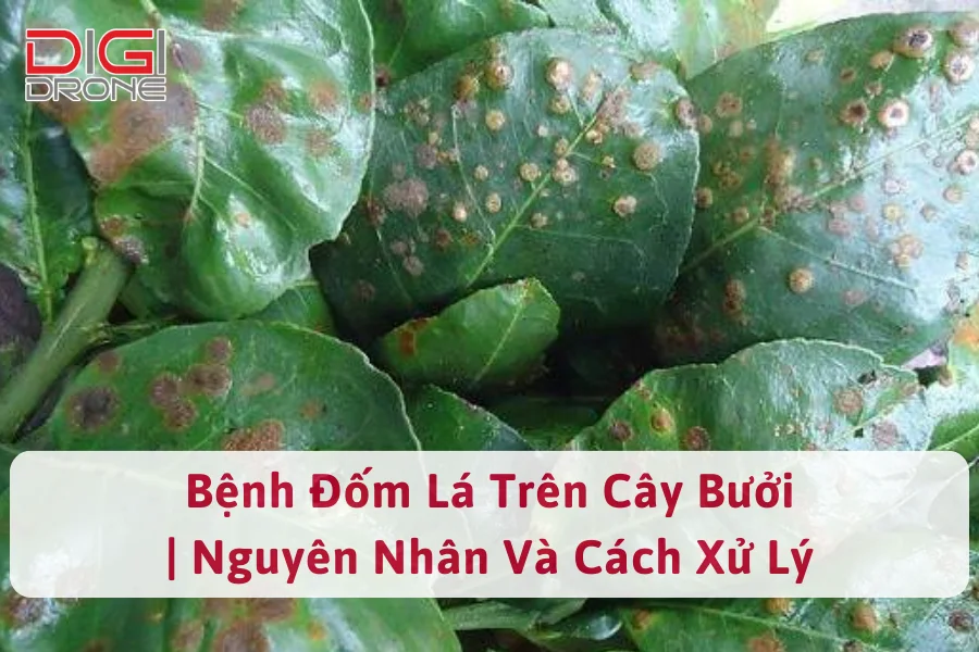 Bệnh Đốm Lá Trên Cây Bưởi | Nguyên Nhân Và Cách Xử Lý