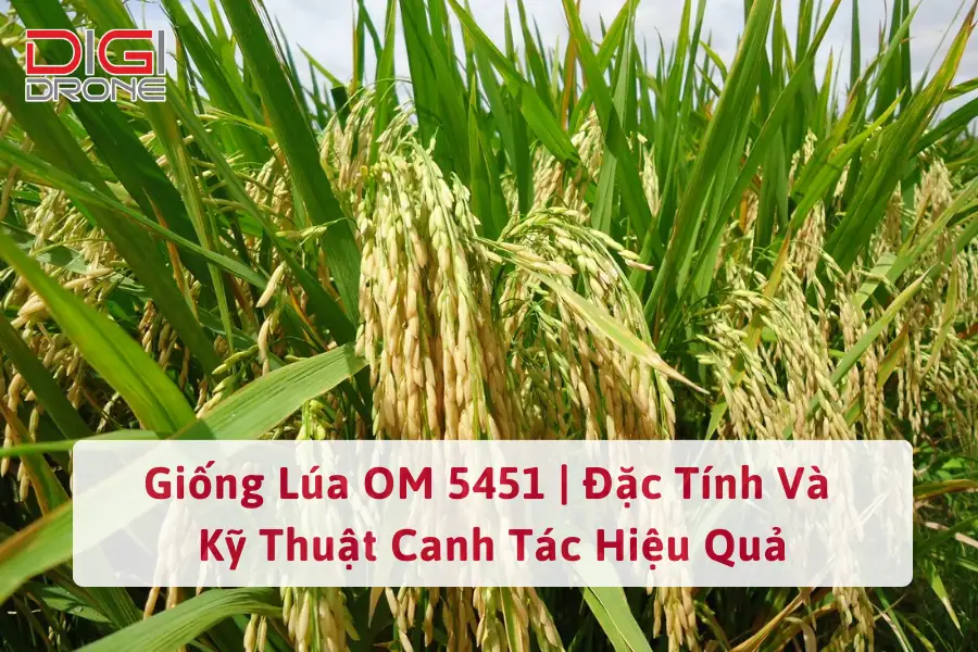 Giống Lúa OM 5451 | Đặc Tính Và Kỹ Thuật Canh Tác Hiệu Quả