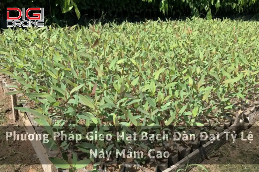 Phương Pháp Gieo Hạt Bạch Đàn Đạt Tỷ Lệ Nảy Mầm Cao