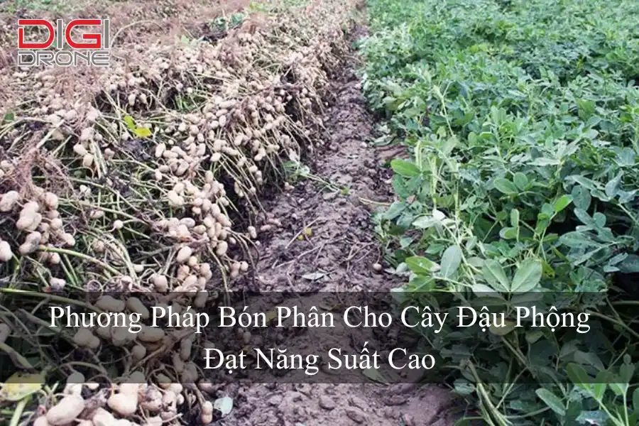 Phương Pháp Bón Phân Cho Cây Đậu Phộng Đạt Năng Suất Cao