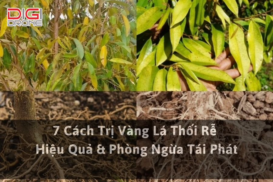 7 Cách Trị Vàng Lá Thối Rễ Hiệu Quả & Phòng Ngừa Tái Phát