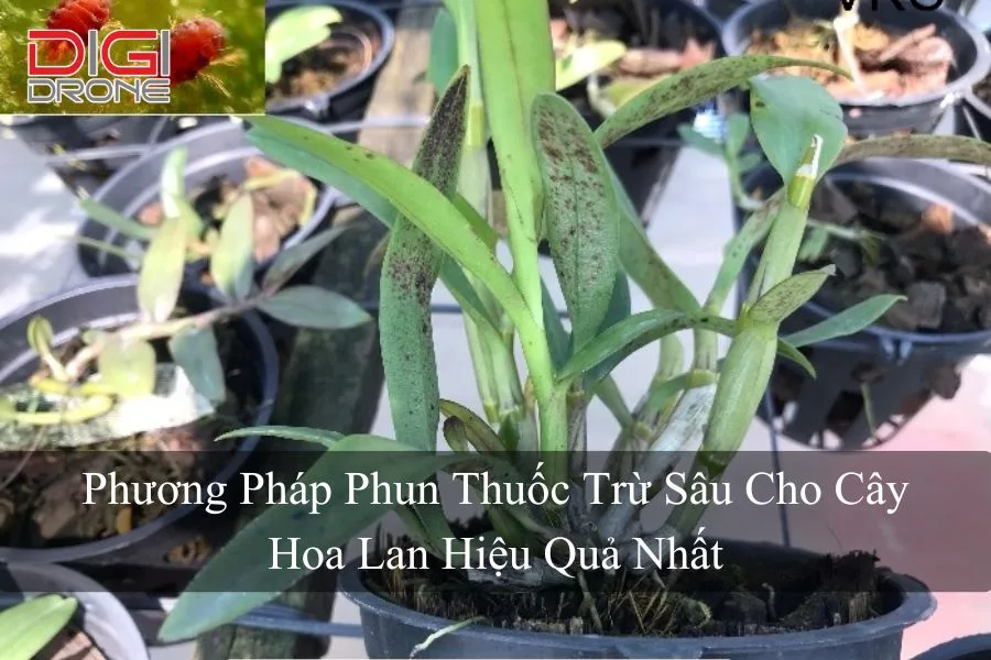 Phương Pháp Phun Thuốc Trừ Sâu Cho Cây Hoa Lan Hiệu Quả Nhất