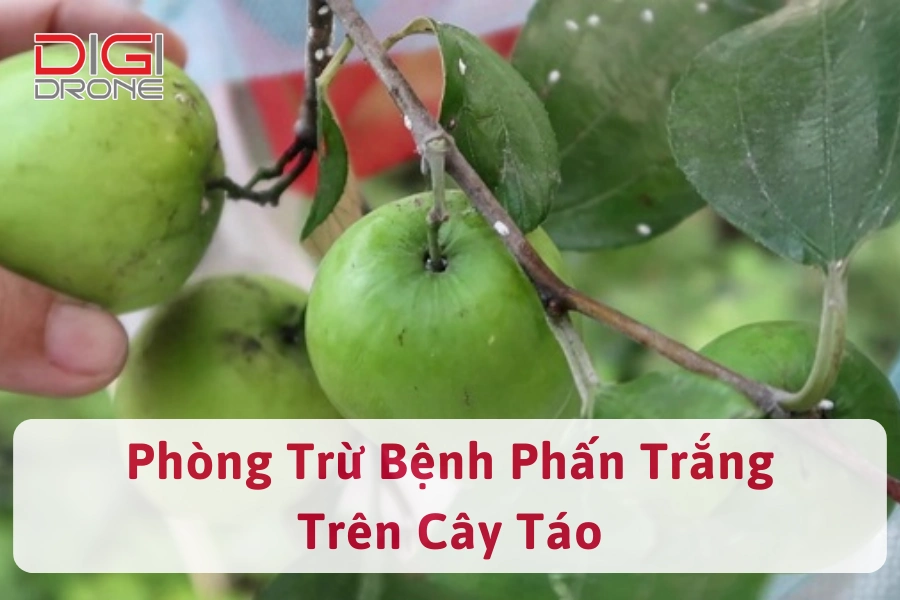 Bệnh Phấn Trắng Trên Cây Táo | Nguyên Nhân Và Cách Phòng Trừ