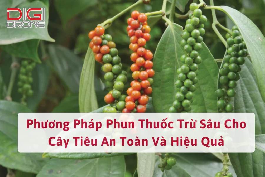 Phương Pháp Phun Thuốc Trừ Sâu Cho Cây Tiêu An Toàn Và Hiệu Quả