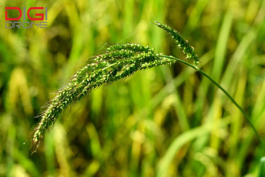 bệnh đốm vằn trên lúa