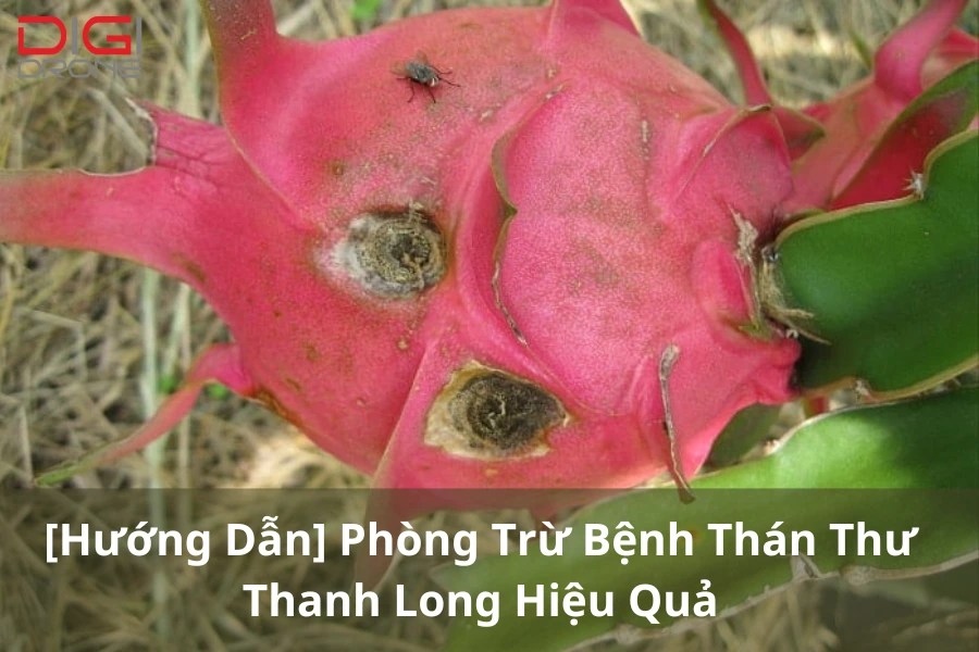 [Hướng Dẫn] Phòng Trừ Bệnh Thán Thư Thanh Long Hiệu Quả