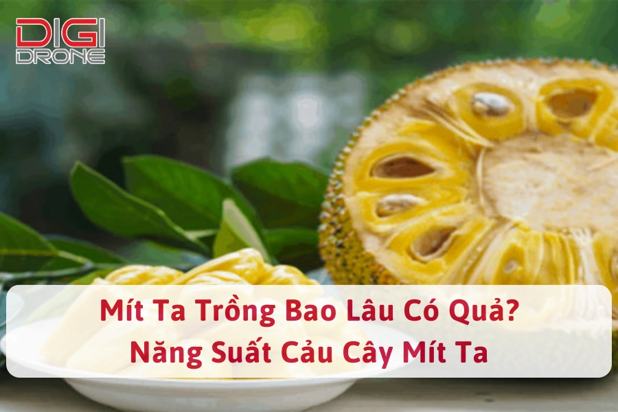 Mít Ta Trồng Bao Lâu Có Quả? Năng Suất Cảu Cây Mít Ta