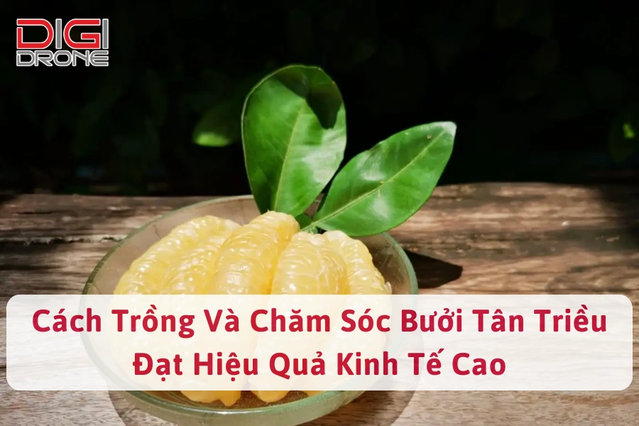 Cách Trồng Và Chăm Sóc Bưởi Tân Triều Đạt Hiệu Quả Kinh Tế Cao