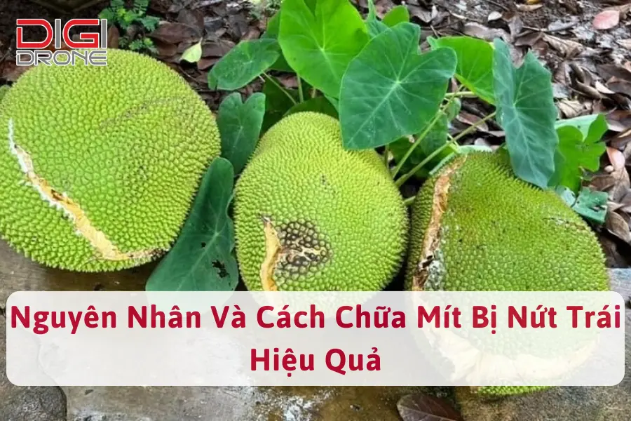 Nguyên Nhân Và Cách Chữa Mít Bị Nứt Trái Hiệu Quả