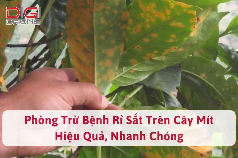 Phòng Trừ Bệnh Rỉ Sắt Trên Cây Mít Hiệu Quả, Nhanh Chóng