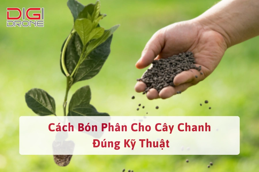 Cách Bón Phân Cho Cây Chanh Đúng Kỹ Thuật