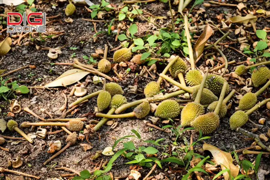 sầu riêng bị khô bông