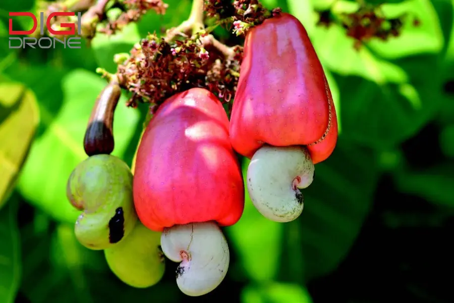 Kỹ thuật phun thuốc trừ sâu cho điều an toàn, hiệu quả