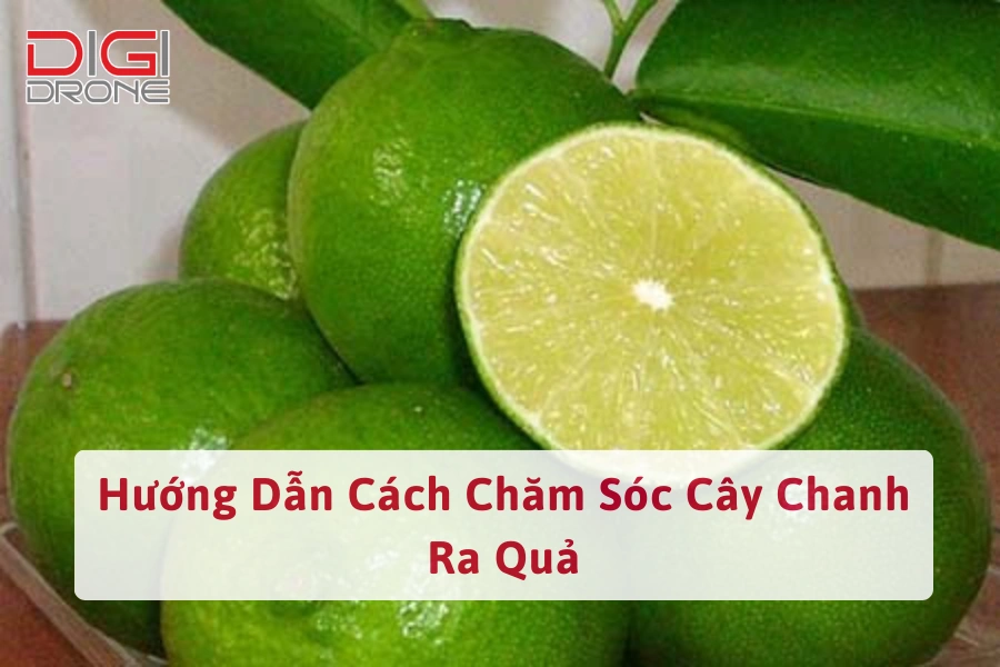 Hướng Dẫn Cách Chăm Sóc Cây Chanh Ra Quả