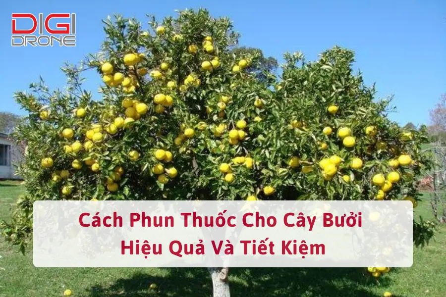 Cách Phun Thuốc Cho Cây Bưởi Hiệu Quả Và Tiết Kiệm