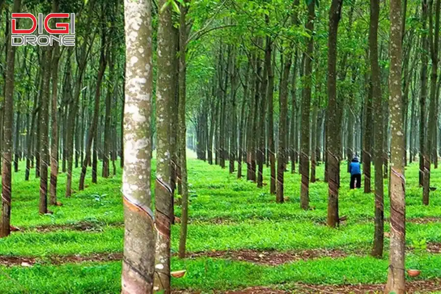 phương pháp gieo hạt cây cao su  