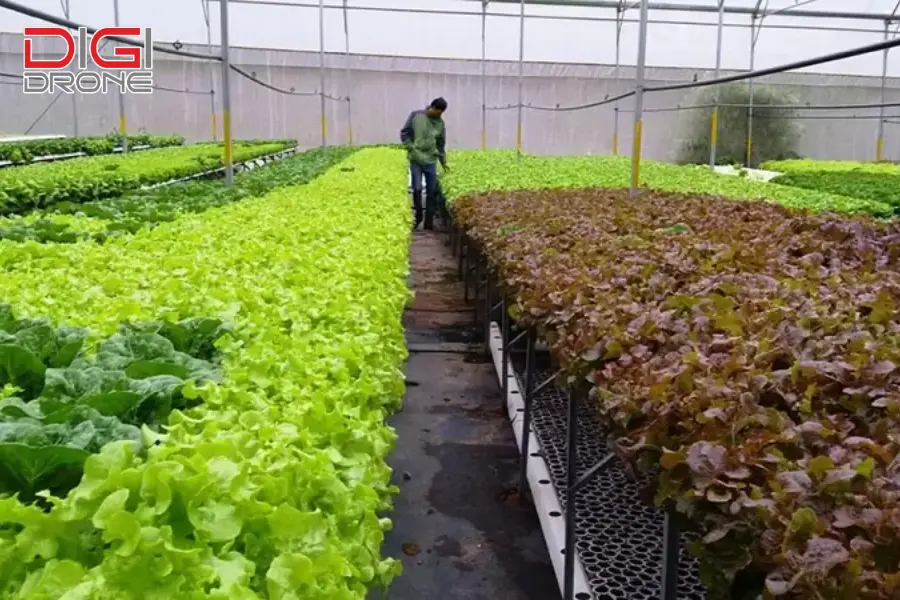 Lợi ích và lưu ý khi trồng rau thủy canh Lợi ích và lưu ý khi trồng rau thủy canh