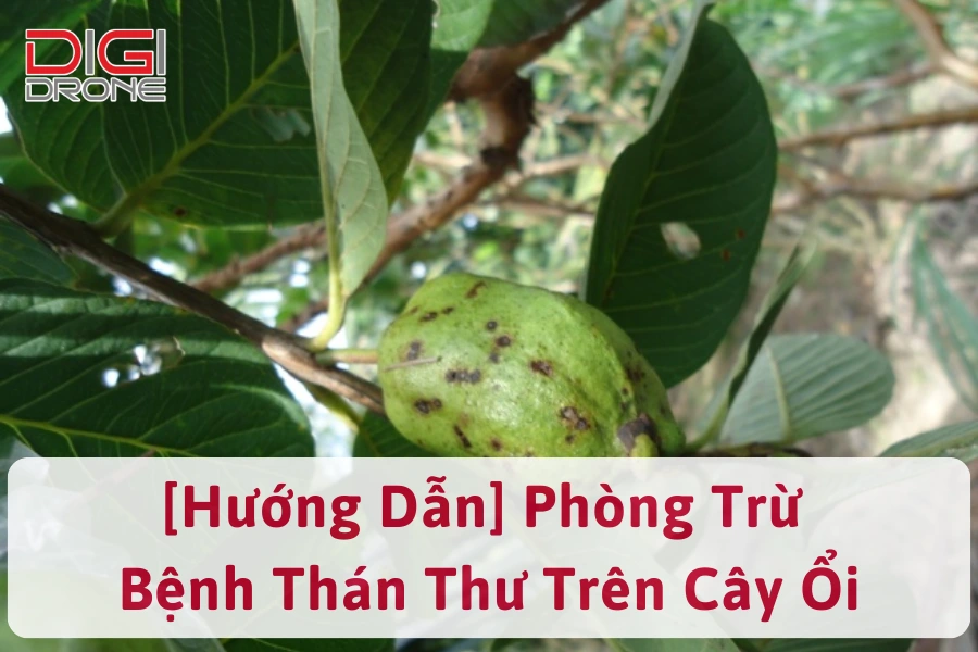 [Hướng Dẫn] Phòng Trừ Bệnh Thán Thư Trên Cây Ổi Hiệu Quả